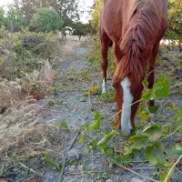 اسب|اسب و تجهیزات اسبسواری|ارومیه, |دیوار