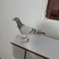 هفرنگ خطی|حیوانات|تاکستان, |دیوار