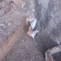 رنگی|پرنده|میانه, |دیوار