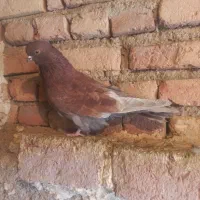 طوقی|پرنده|اردبیل, |دیوار