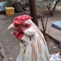یک عدد خروس هفت ماهه بسیار دستی وآرام
