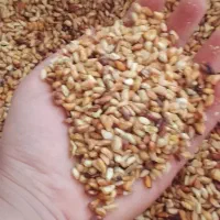 ترشی بهداشتی اندیکا|خوردنی و آشامیدنی|اندیکا, |دیوار