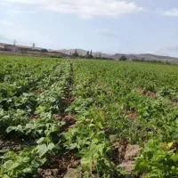 راهنمایی کنید کارشناس دادگستری و وکیل رشته کشاورزی|فعالیت داوطلبانه|شیراز, زند|دیوار