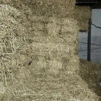 کاه گندم|عمده‌فروشی|کلباد, |دیوار