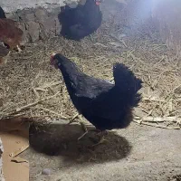 مرغ محلی اصیل تخم گزار