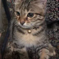 گربه گمشده|گربه|تهران, نارمک|دیوار