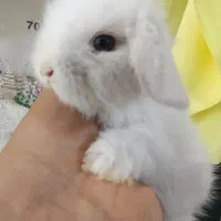 خرگوش های مینی لوپ عروسکی|موش و خرگوش|مشهد, چهاربرج|دیوار