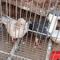 کفتر|پرنده|مشهد, علی آباد|دیوار