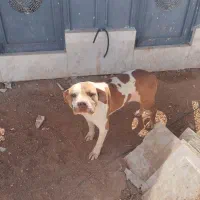 سگ پیت بول ماده|سگ|شیراز, قلات|دیوار