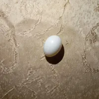 تخم مرغ وتخم کبوتر