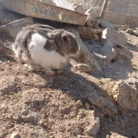 خرگوش|موش و خرگوش|یاسوج, |دیوار