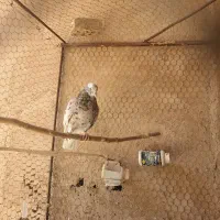 کبوتر