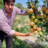 نهال پیوندی میاندوآب|خدمات باغبانی و درختکاری|بکتاش, |دیوار