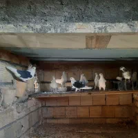 کبوتر دو کت