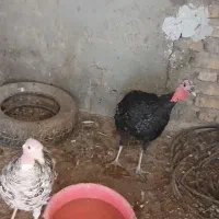 بوقلمون و اردک خارجی