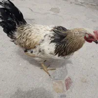 خروس محلی 9ماهه