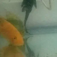 دو عدد ماهی پرت سالم و سرحال|ماهی|تهران, والفجر (افسریه)|دیوار