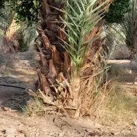 فسیل کلوته