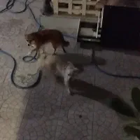 سگ گمشده|حیوانات|بندر کنگان, |دیوار