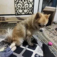 فروش حیوان خانگی سگ پامر روباه۴