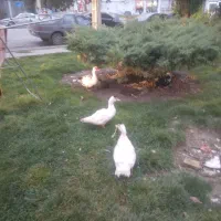 اردک اسراییلی