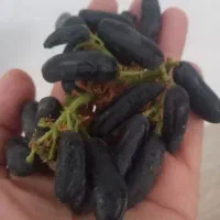 قلمه انگور مندراپ.پیوند و ترکمن