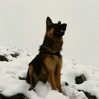 سگ ژرمن وورک اصیل واگذاری|سگ|مشهد, چهارچشمه|دیوار