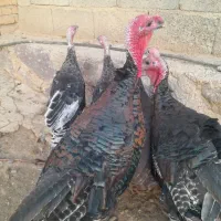 بوقلمون طبیعی