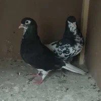 ساده