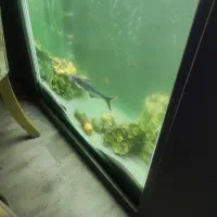 فروش یکجا آکواریم به همراه ماهی و کلیه لوازم