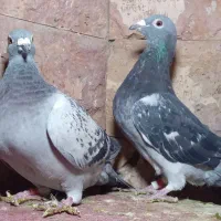 کبوتر مسافتی و جوجه موریس دلبر|پرنده|مشهد, آزادشهر|دیوار