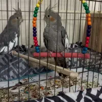 عروس هلندی  فوری