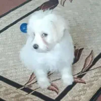 شیتزو|سگ|تهران, ائمه اطهار|دیوار