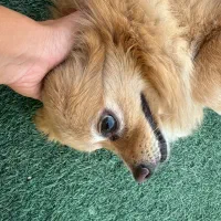 واگذار میشود|سگ|چهاردانگه (تهران), |دیوار