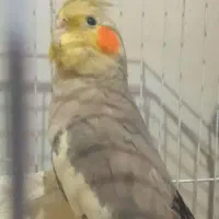 عروس هلندی ماده|پرنده|سیرجان, |دیوار