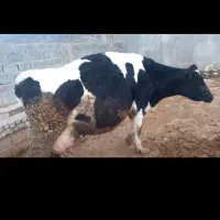 پرشیر خالص جوان عالی مخصوص داشت