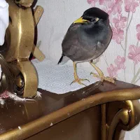 مرغ مینای گمشده