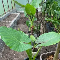 بابا آدم|گل و گیاه طبیعی|آستانه اشرفیه, |دیوار