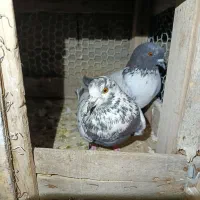 کبوتر|پرنده|قشم, |دیوار