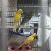 قناری نر و ماده