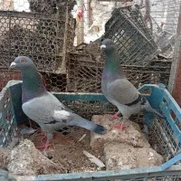 جفت سبز چش سفید نصل پلاکی