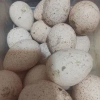 تخم‌بوقلمون نطفه دار