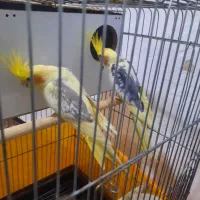 عروس هلندی مولد