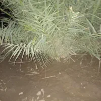 تعدادی فسیل مضافتی بفروش میرسد|کلکسیون و سرگرمی|کهنوج, |دیوار