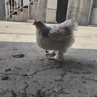 فروش برغ وخروس برهما