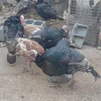 بوقلمون محلی