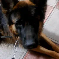 گمشده|حیوانات|سبزوار, ابارش|دیوار