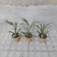 گل ابلق|گل و گیاه طبیعی|کرمانشاه, |دیوار