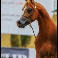 اسب عرب مصری