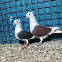 10 عدد ابلق موقعیت خوزستان|پرنده|مشهد, امیریه|دیوار